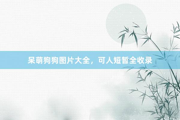 呆萌狗狗图片大全，可人短暂全收录